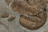 Plate Of Huge Trilobites (Dikelokephalina & Platypeltoides) #243737-3